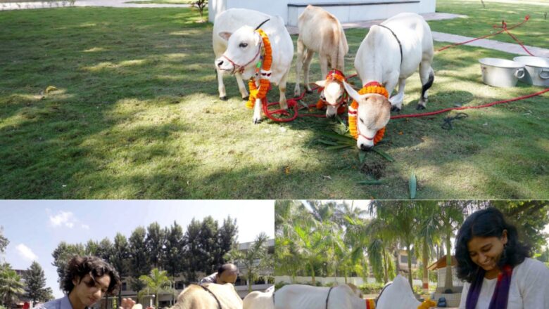 छोटी कद-काठी, कम जगह और कम चारा—SGRR विश्वविद्यालय में नैनो गाय पर शुरू होगा वैज्ञानिक अध्ययन